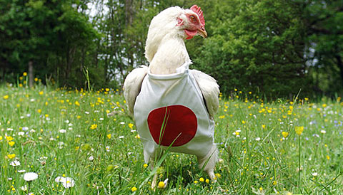 chickens-suit