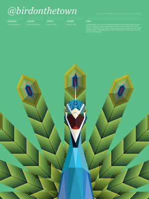Animals_Loose_Birdonthetown
