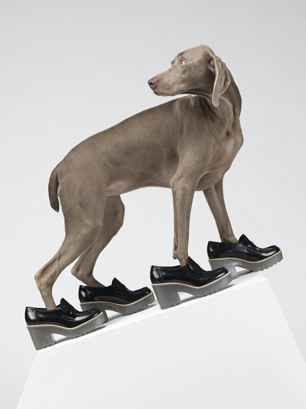 acne_william_wegman_chien_braques_de_weimar__306533165_north_545x