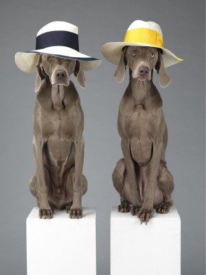 acne_william_wegman_chien_braques_de_weimar__324253025_north_545x