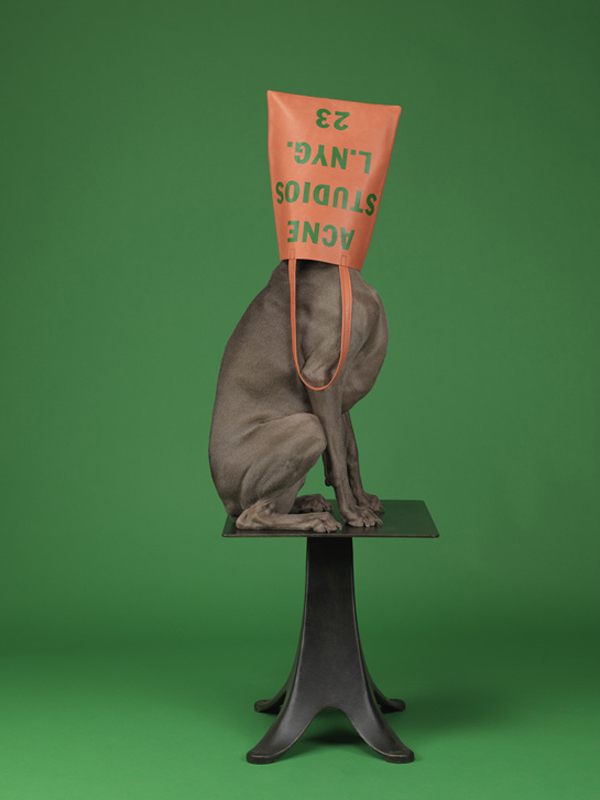 acne_william_wegman_chien_braques_de_weimar__399539716_north_545x