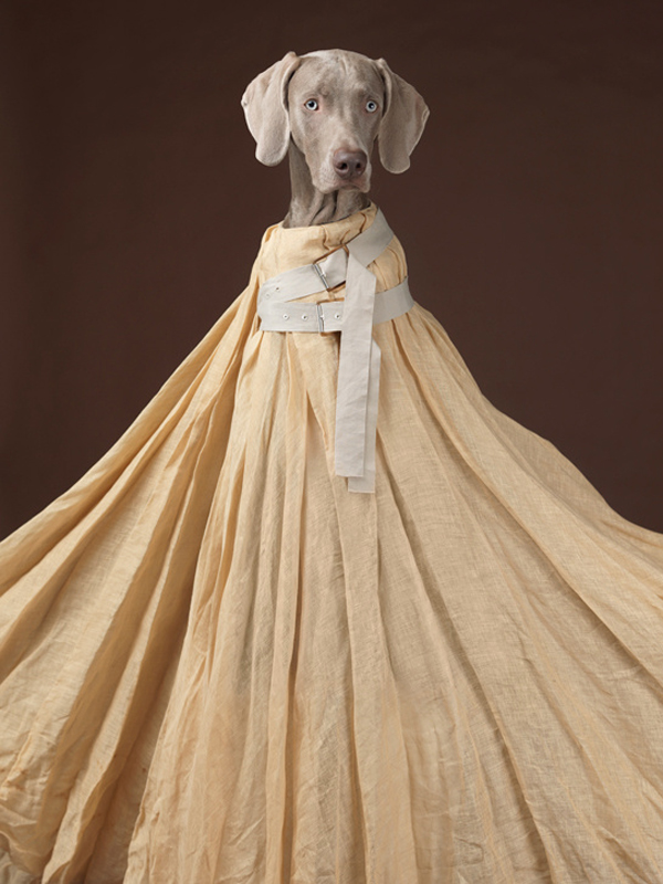 acne_william_wegman_chien_braques_de_weimar__875383542_north_545x