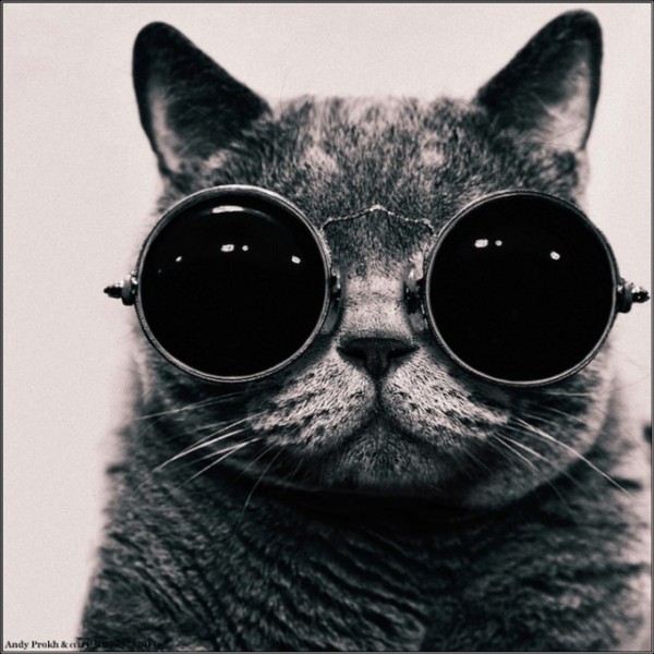 polkadot_cat_child1-640x640