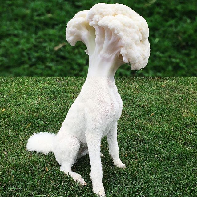 11821314_1666631043617037_576213333_n