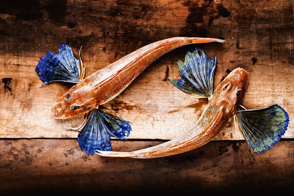 polpo-e-spada-catch-of-the-day_gallinelle-di-mare