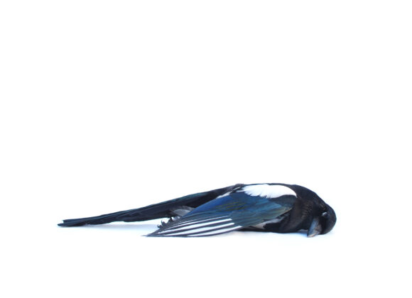 BIRDS: NICO BELLOMO #3