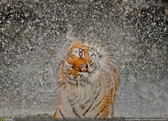National Geographic Photo Contest 2012 153189_1600x1200