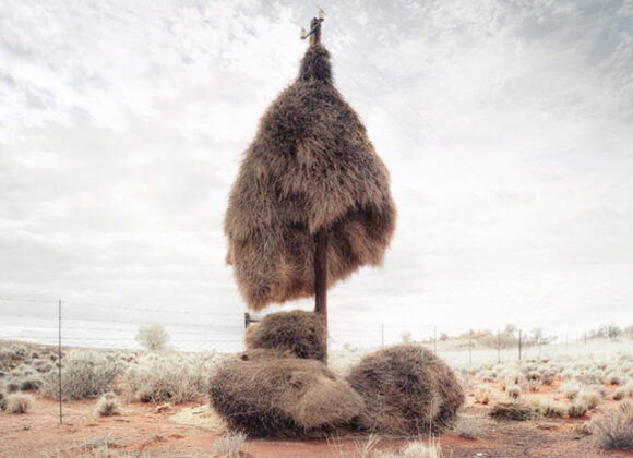 Bird nests in South Africa nest-9