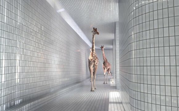 5m80 - Giraffes & swimming pool 433883556_640