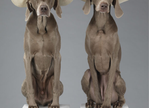 WILLIAM WEGMAN FOR ACNE acne_william_wegman_chien_braques_de_weimar__324253025_north_545x