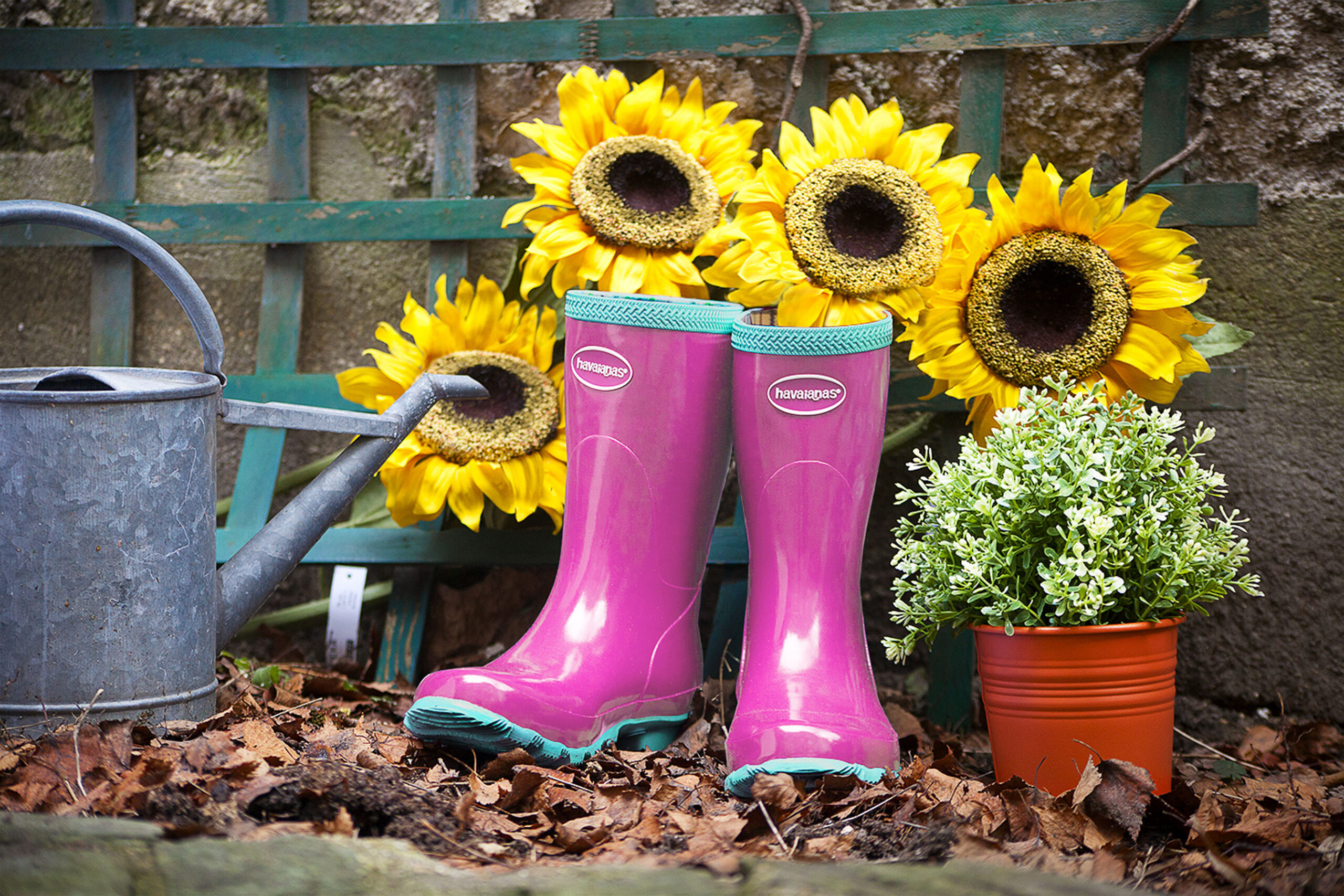 Gardening1tournesols