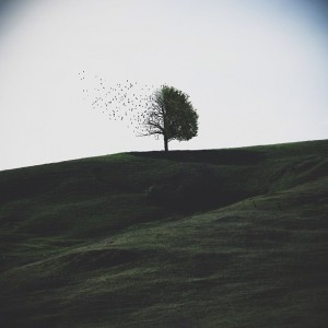 Iger of the week: KEVKILLS uccell