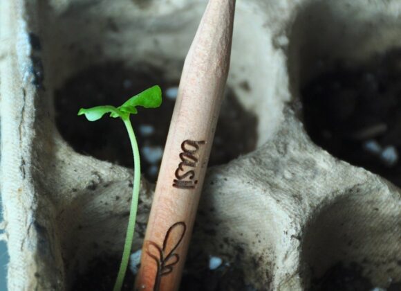 Sprout, the plantable pencil Sprout-Pencils_-1024x1024