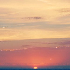 Iger of the week: o0fs0o sasa