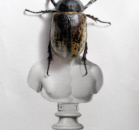 Vittorio Ciccarelli - Insect Series