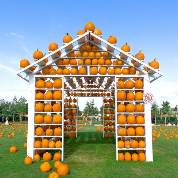 zucca 3